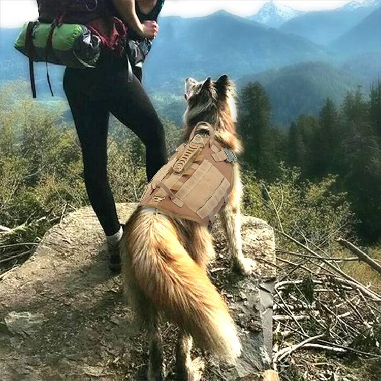 馬裡努阿犬大型犬狗狗手牽繩胸背心戰鬥服狗牽引繩狗狗背包外出專用訓練背帶